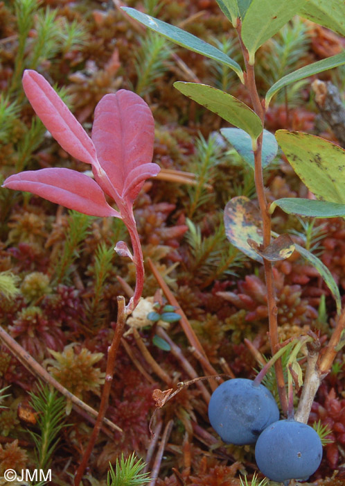 Exobasidium expansum